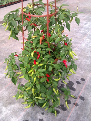 Chilli Red Air Seeds grown in a Patio Pot